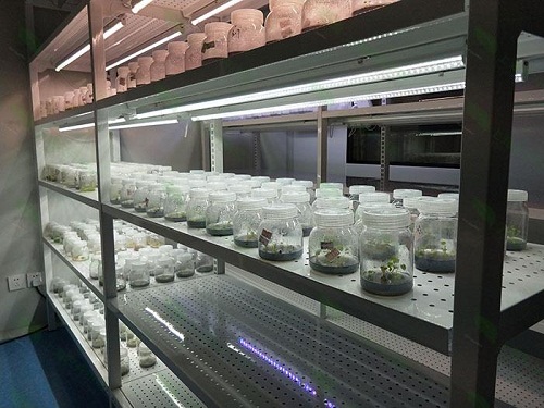 云阳植物组织培养实验室设计建设方案